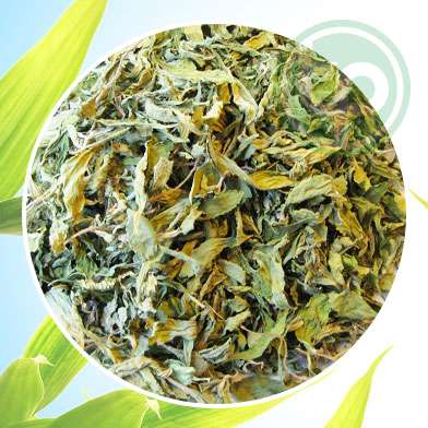 mua bán lá đinh lăng tại tphcm ở đâu ?