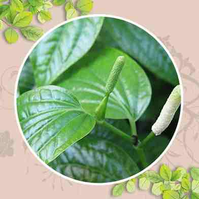 mua bán lá lốt tại tphcm ở đâu ?