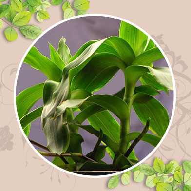 mua bán lược vàng tại tphcm ở đâu ?