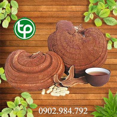 mua bán nấm linh chi tại tphcm ở đâu ?
