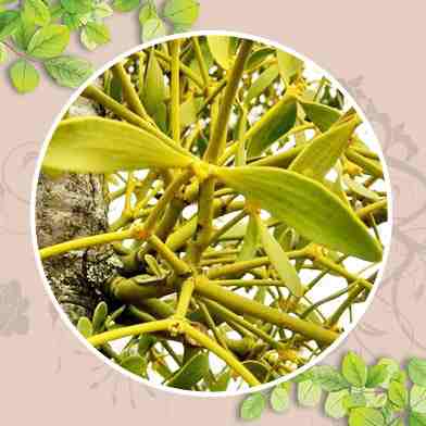 mua bán tầm gửi tại tphcm ở đâu ?