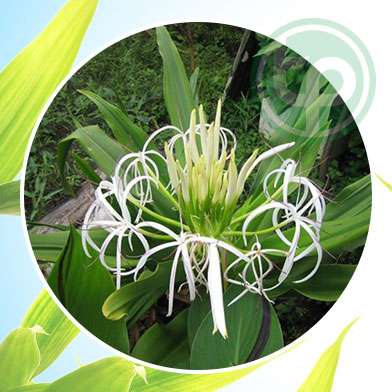 mua bán trinh nữ hoàng cung tại tphcm ở đâu ?