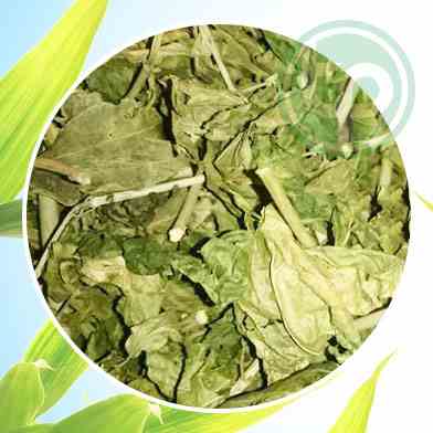 Mua cây bồ công anh tại tphm ở đâu ?