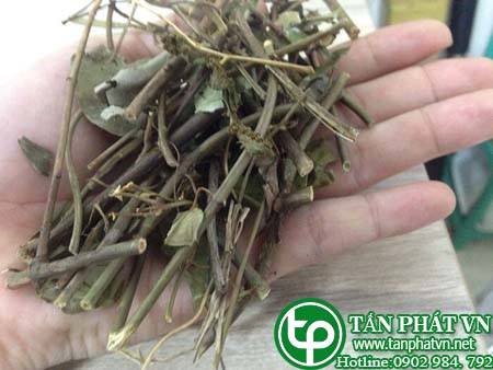 Mua chè vằng chỗ nào ở hcm Kích thích ăn ngon hơn