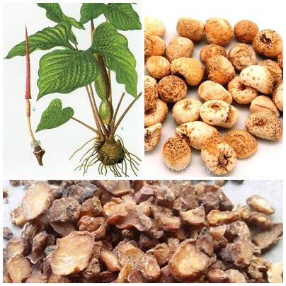 Những bài thuốc hay chữa viêm phần phụ