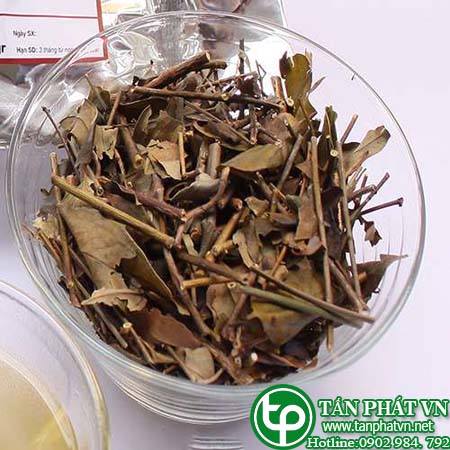 Ở đâu bán chè vằng tại Gia Lai giúp kháng khuẩn