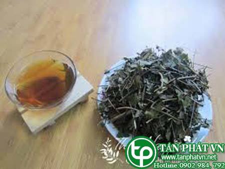 Ở đâu bán chè vằng tại Ninh Bình tăng chức năng tuần hoàn máu