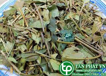 Ở đâu bán chè vằng tại quận 7 giúp mát gan, thanh nhiệt