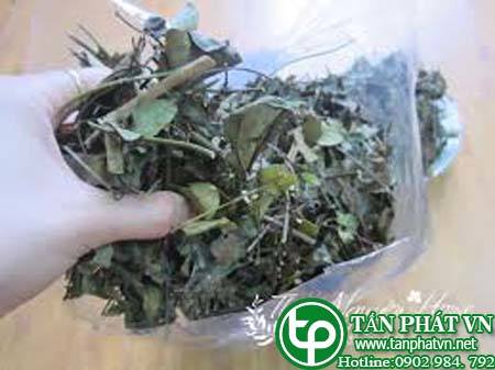 Ở đâu bán chè vằng tại Sơn La có công dụng giảm béo bụng