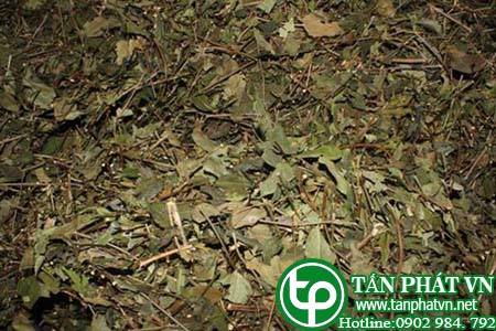 Ở đâu bán chè vằng tại Thái Nguyên giúp mát gan, ăn ngon ngủ ngon