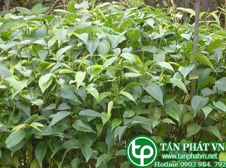 Ở đâu bán chè vằng tại Thủ Đức giúp trị kinh nguyệt không đều