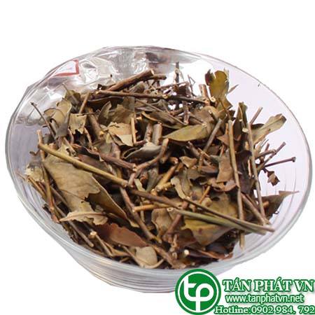 Phân phối, bán chè vằng tại Bắc Kạn có công dụng trị gan nhiễm mỡ