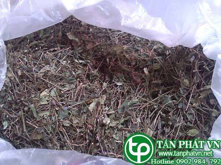 Phân phối, bán chè vằng tại Bình Thạnh điều trị bệnh thiếu máu, mệt mỏi sau sinh