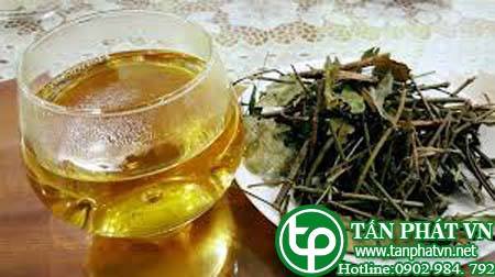 Phân phối, bán chè vằng tại Nghệ An hỗ trợ trị bệnh áp xe vú