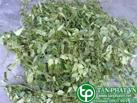 Phân phối, bán chè vằng tại quận 10 Giúp mau lành vết thương