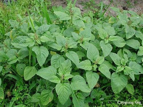 Rau dền trị bệnh cực kỳ hiệu quả