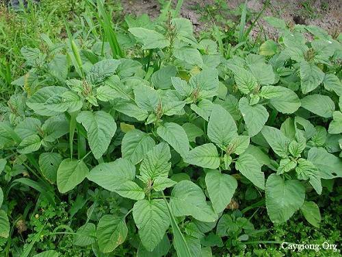 Rau Dền Từ Một Cây Rau Thành Một Cây Thuốc Quý