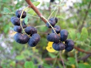 Tác dụng chữa bệnh từ cây phèn đen