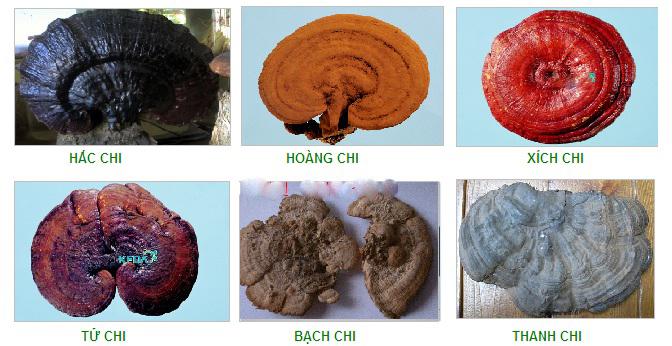 Thần dược nấm linh chi giúp trường sinh