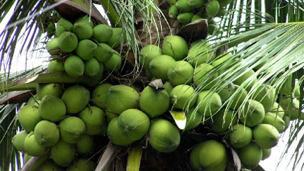 Trái dừa giải nhiệt, trị say nắng nóng hiệu quả