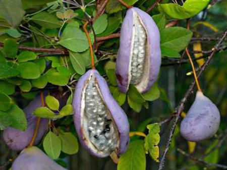 Trị sỏi tiết niệu bằng bài thuốc từ mộc thông