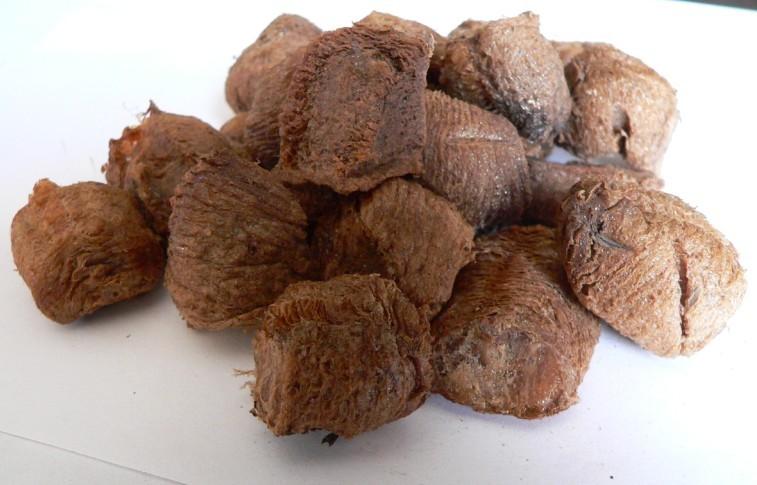 Trị tiểu tiện khó bằng tổ bọ ngựa