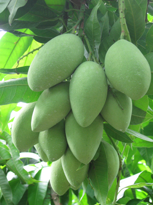 Xoài phòng ngừa, chữa nhiều bệnh hiệu quả