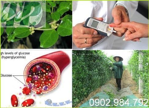 mua ban day thia canh tai ben tre