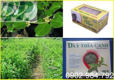 day thia canh o ben tre