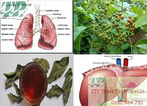 Mua Bán Cây Xạ Đen tại Hòa Bình