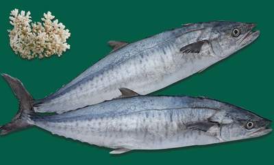 cá thu giàu đạm