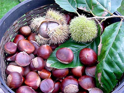 bài thuốc trị bệnh từ hạt dẻ chất lượng