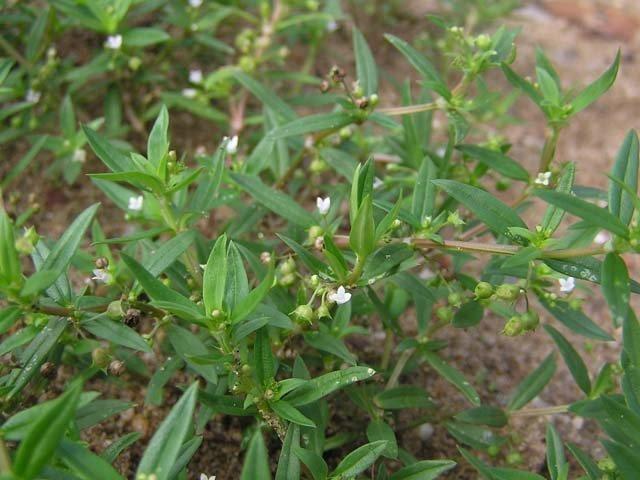 bạch hoa xà thiện thảo trị ung thư hiệu quả