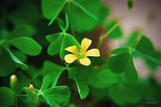 chua me đất trị bệnh