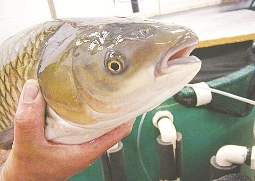 bài thuốc từ cá trắm