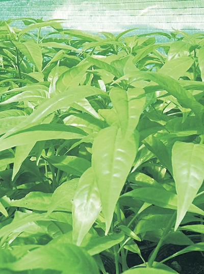 bài thuốc trị bệnh từ cây con khỉ