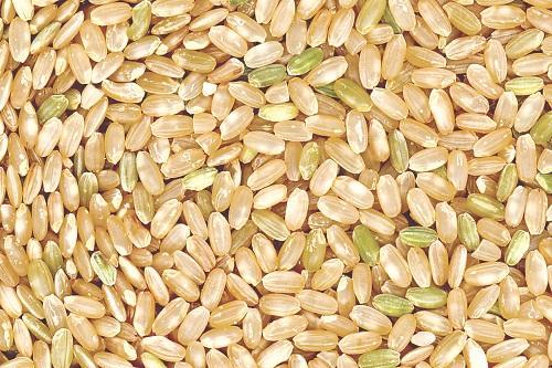 lúa mạch trị đái tháo đường