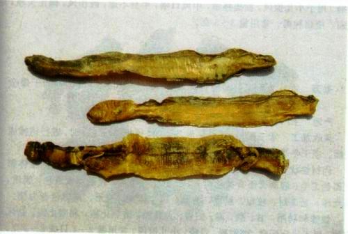 địa long trị bệnh