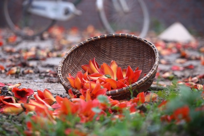 cây hoa gạo trị bệnh bá đạo