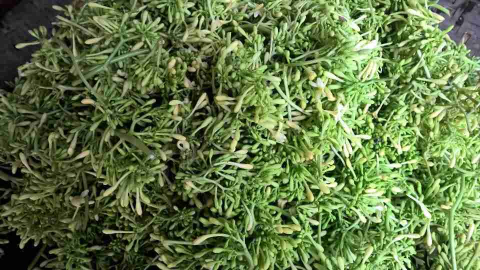 thao duoc thien nhien