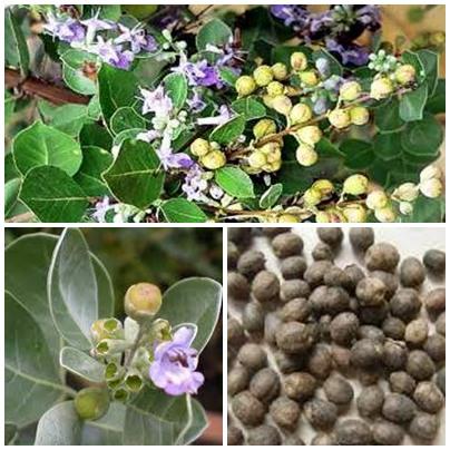 bài thuốc chữa nhức đầu