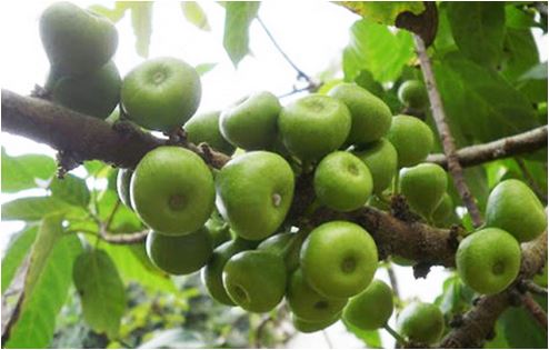 quả sung chữa bệnh đau nhức